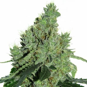 Senmbelek Cookies > French Touch Seeds